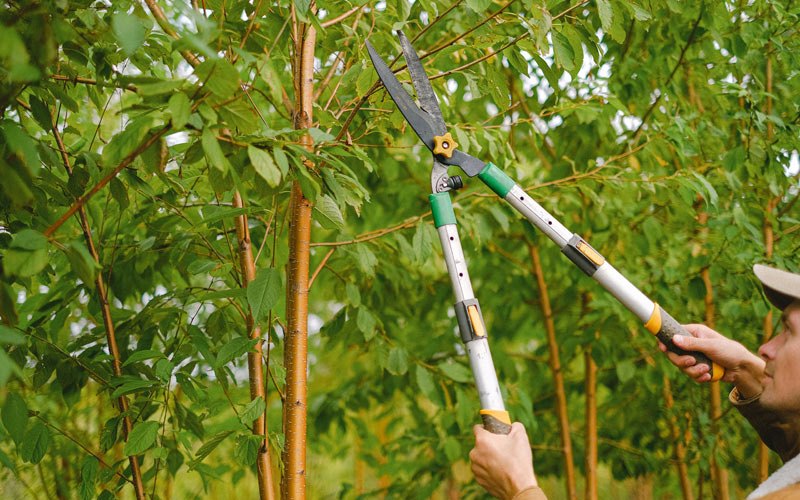 Tree trimming in Bouton, IA
